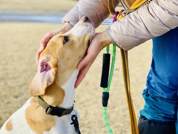 ぴったりのリードをつけて散歩中甘える犬