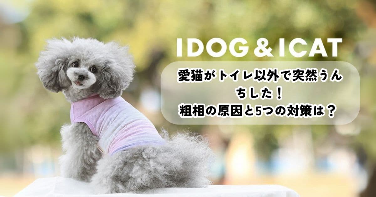 愛猫がトイレ以外で突然うんちした!初めての粗相の原因と5つの対策は?