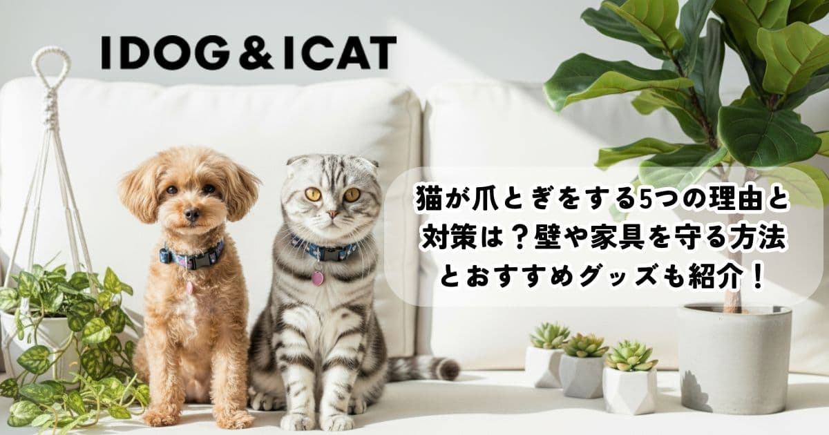 猫が爪とぎをする5つの理由と対策は？壁や家具を守る方法とおすすめグッズも紹介！