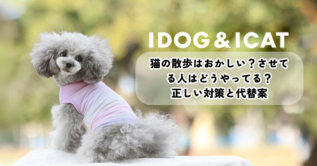 猫の散歩はおかしい?させてる人はどうやってる?正しい対策と代替案