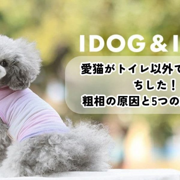 愛猫がトイレ以外で突然うんちした！初めての粗相の原因と5つの対策は？