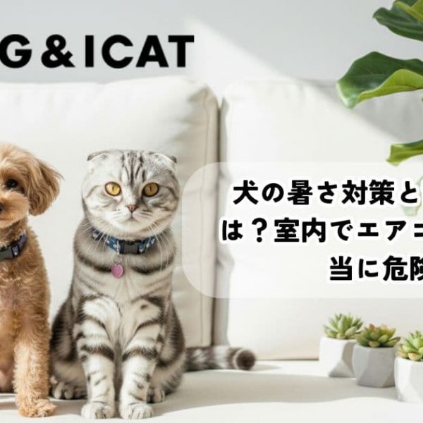 犬の暑さ対策と散歩のコツは？室内でエアコンなしは本当に危険？おすすめグッズも！