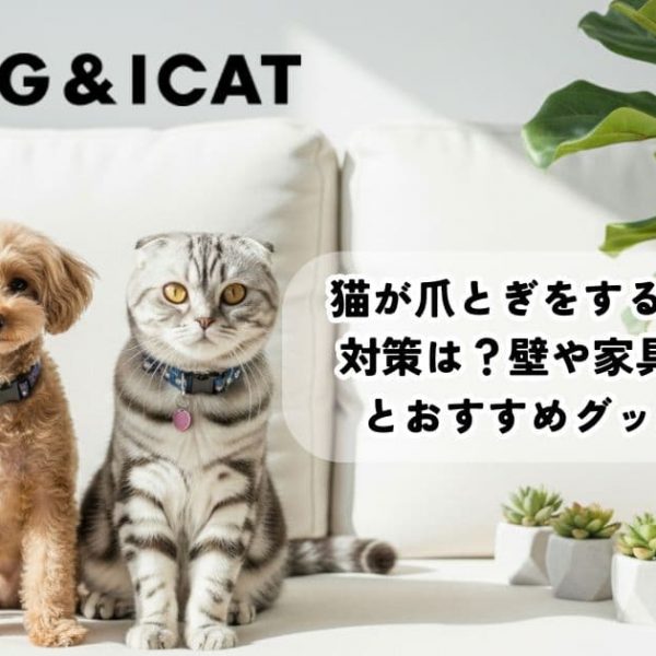 猫が爪とぎをする5つの理由と対策は？壁や家具を守る方法とおすすめグッズも紹介！