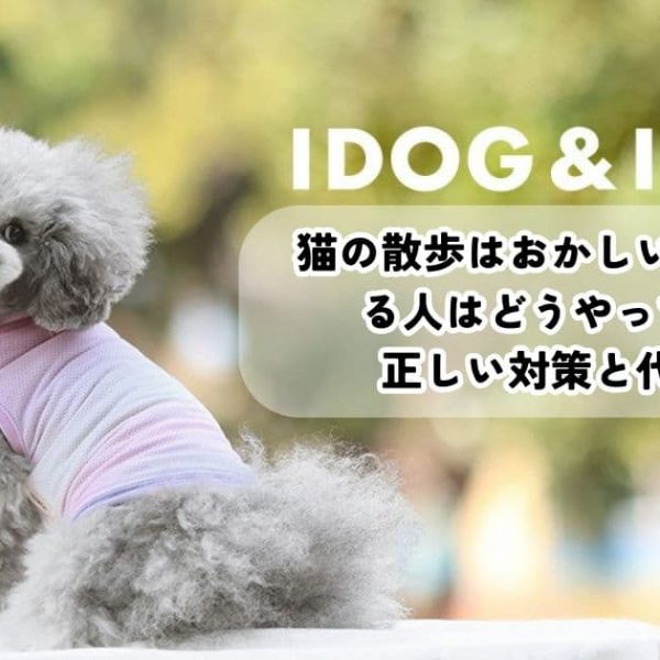 猫の散歩はおかしい？させてる人はどうやってる？正しい対策と代替案