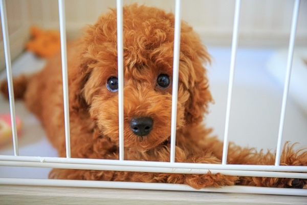 留守番でケージの中にいる犬