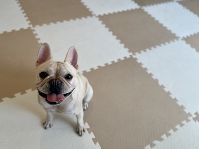 シニア犬のために滑りどめマットをしいた部屋