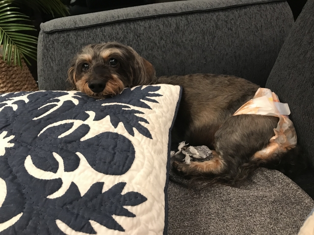 快適な部屋でくつろぐシニア犬
