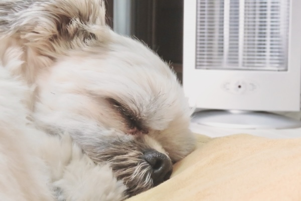 寒さ対策をしてもらい、ヒーターの前でぐっすり眠る犬