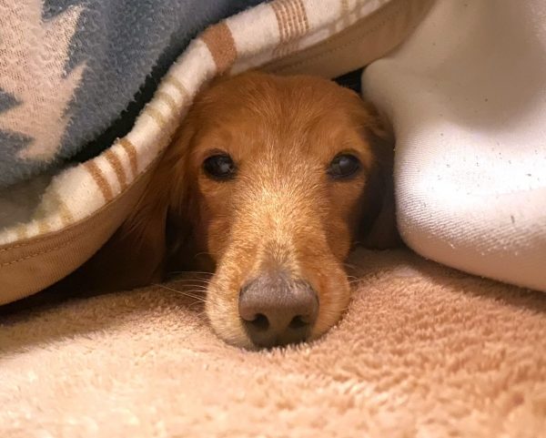 愛犬の寒さサインと冬を快適に過ごす方法｜散歩・室内・留守番ケース別の対策