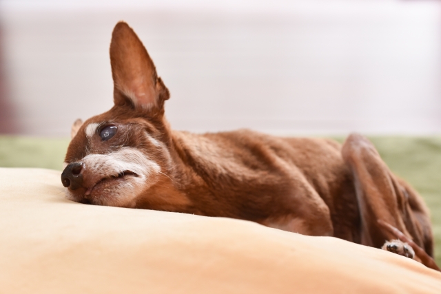 快適な部屋でくつろぐシニア犬