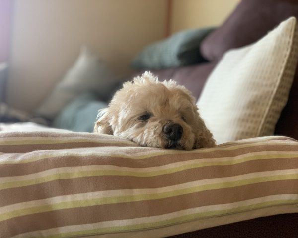 シニア犬（老犬）が安心して暮らすための部屋づくり3つのポイント