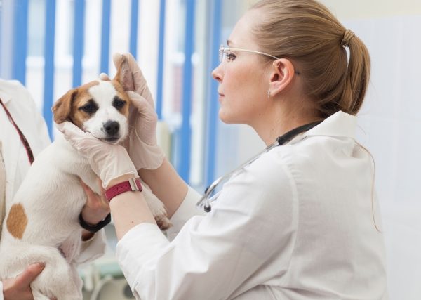犬の健康診断は何歳からはじめる?検査項目と費用は?保険の対象になる?