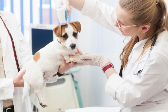 健康診断を受ける犬