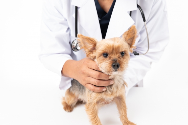 健康診断を受ける犬