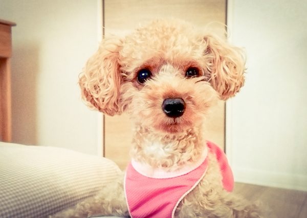 犬の生理（ヒート）時の対処方法。期間は？散歩は行ける？おむつは必要？
