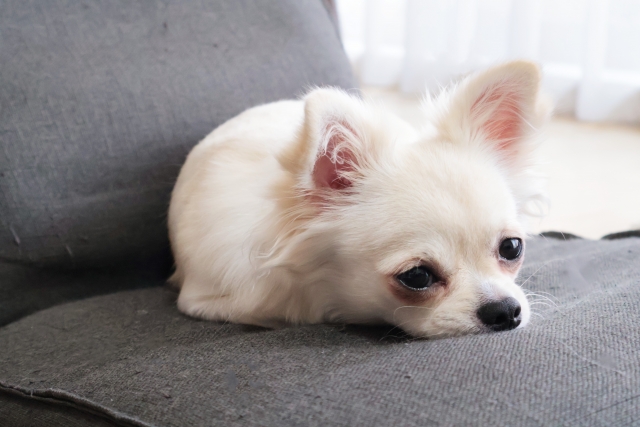生理（ヒート）中で元気のない犬
