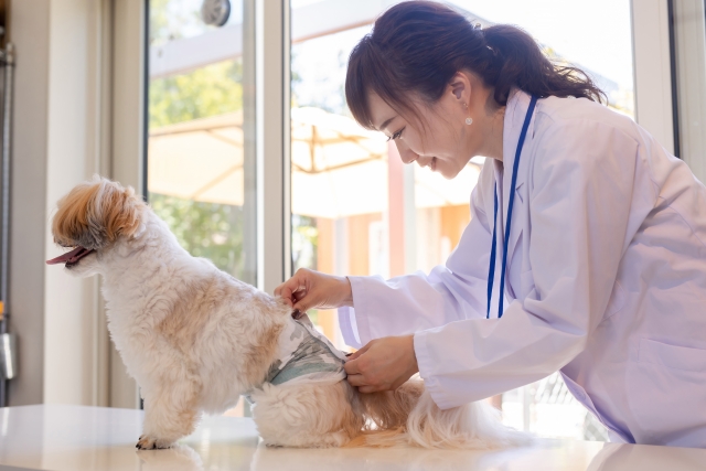 健康診断を受ける犬