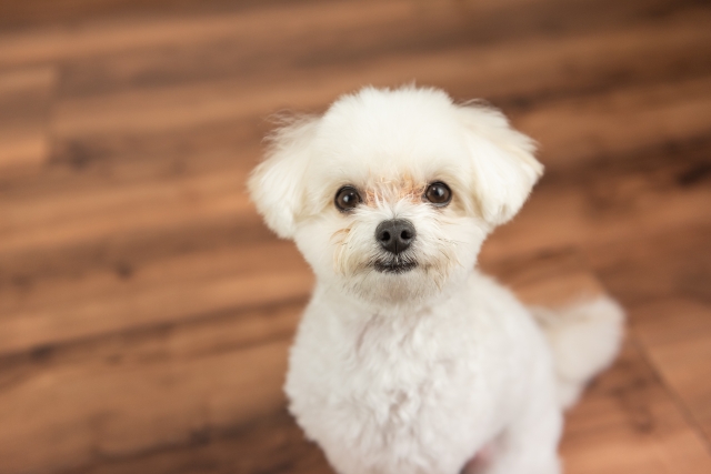 犬の生理（ヒート）の近い犬