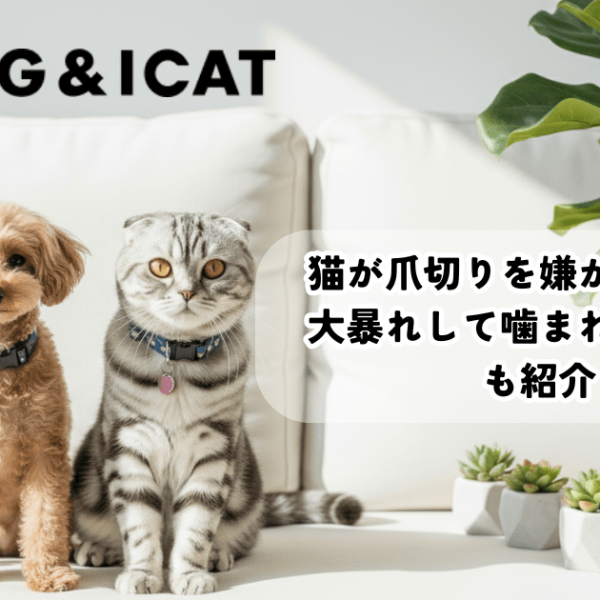猫が爪切りを嫌がる時の対策5選！大暴れして噛まれる際の対処法も紹介