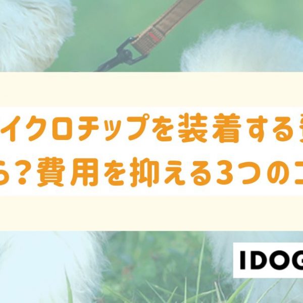 猫にマイクロチップを装着する費用はいくら？費用を抑える3つのコツも