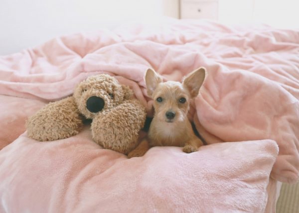 犬がベットやマットをホリホリする理由・掘ってほしくない時の対策も