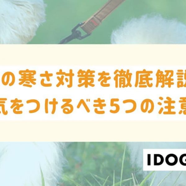 猫の寒さ対策を徹底解説!冬に気をつけるべき5つの注意点とは?