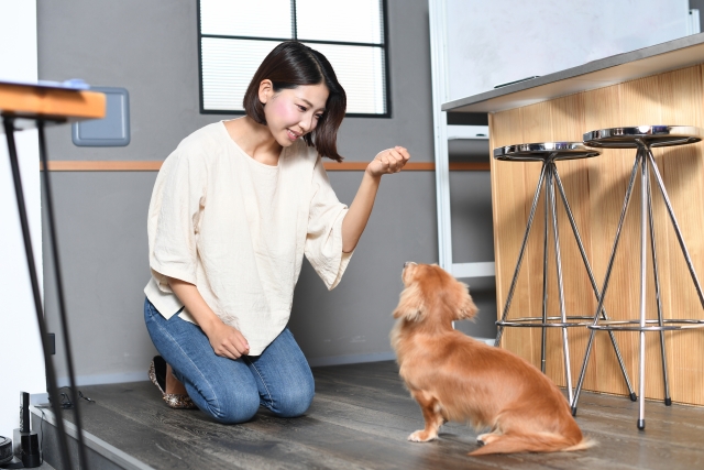 しつけでオスワリの練習をするこいぬ