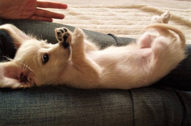 飼い主さんに構ってほしくてヘソ天する犬