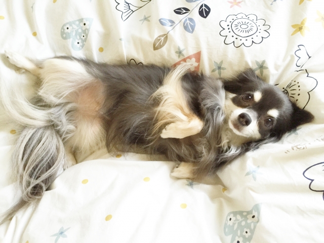 ヘソ天する犬