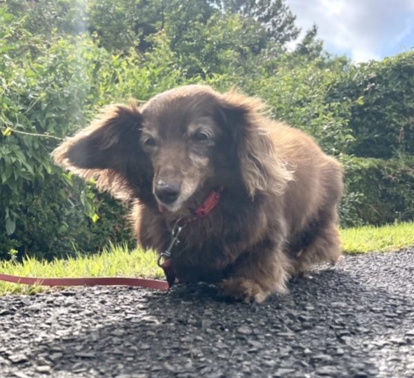 老犬の散歩はしなくてもよい？シニア期の散歩・注意点とサポート方法