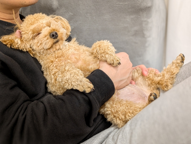 飼い主さんに抱っこされて安してヘソ天する犬