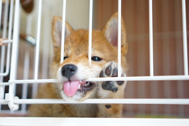 しつけでケージに入るこいぬ