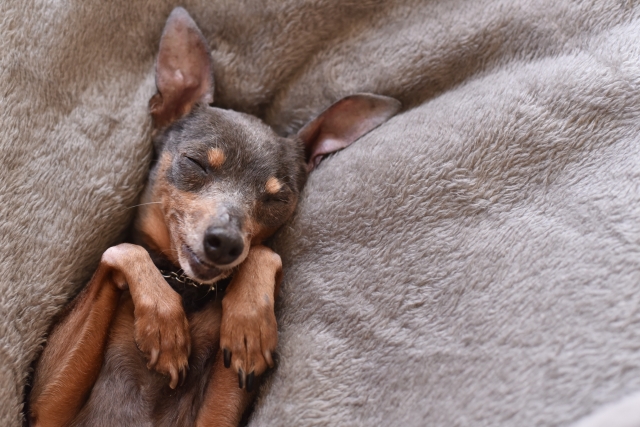 ヘソ天して安心して眠る犬