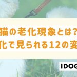 猫の老化現象とは？声が枯れること以外にも見られる12の変化