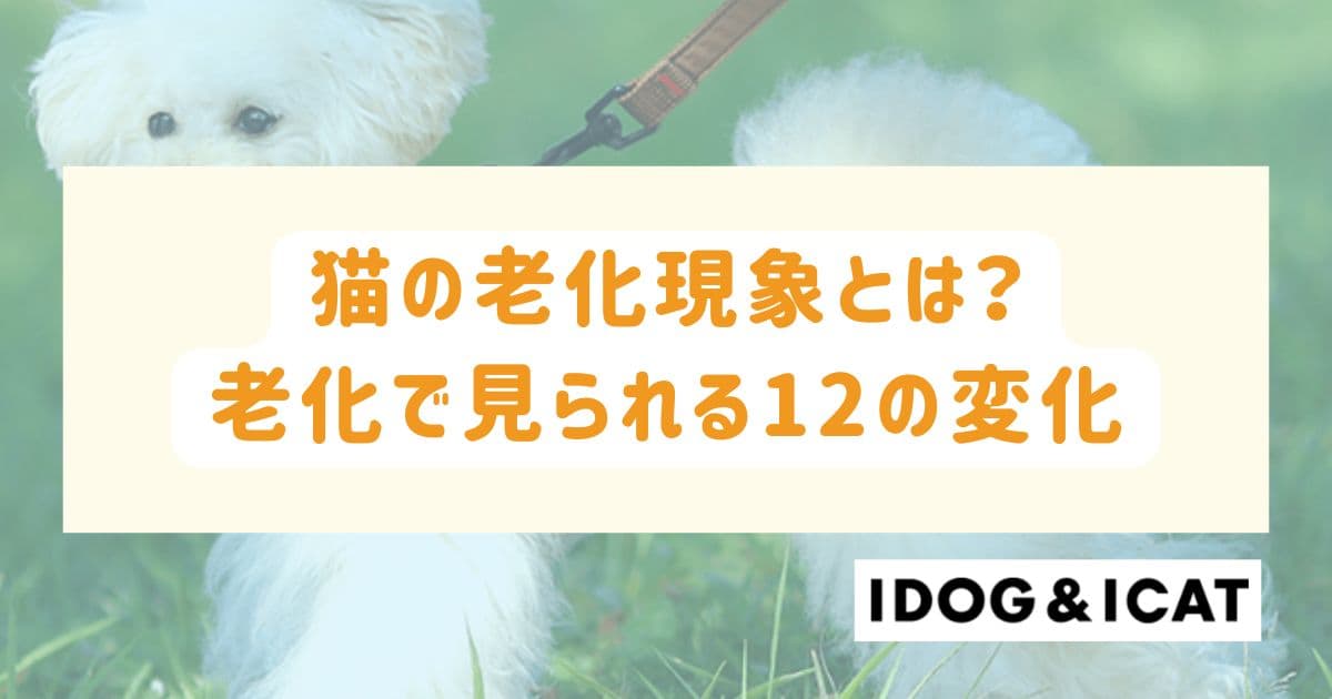 猫の老化現象とは?声が枯れること以外にも見られる12の変化