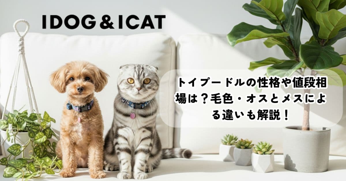 トイプードルの性格や値段相場は？毛色・オスとメスによる違いも解説！