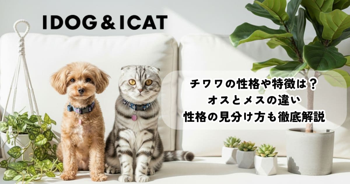 チワワの性格や特徴は？オスとメスの違い・性格の見分け方も徹底解説