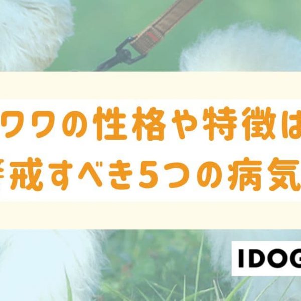 チワワの性格や特徴は？平均寿命や注意すべき5つの病気も解説