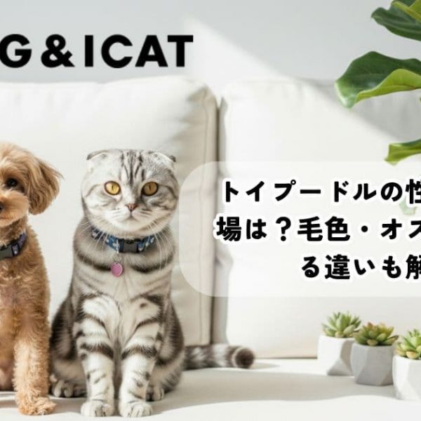トイプードルの性格や値段相場は？毛色・オスとメスによる違いも解説！