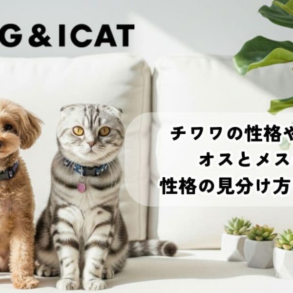 チワワの性格や特徴は？オスとメスの違い・性格の見分け方も徹底解説