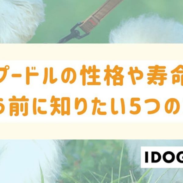 トイプードルの性格や寿命、値段相場は？飼う前に知りたい5つのこと