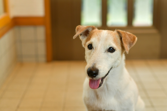 老犬