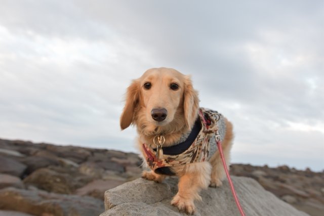 お出かけ先で写真を撮る犬
