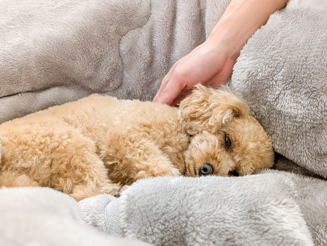 老犬とのスキンシップ