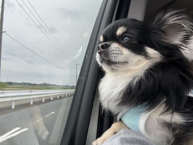 車でお出かけする犬