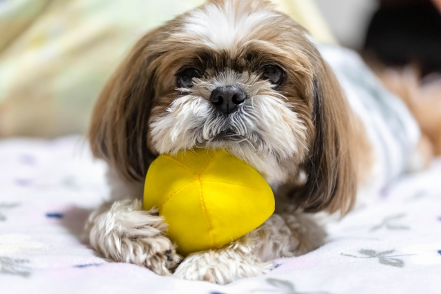 おもちゃを抱える老犬