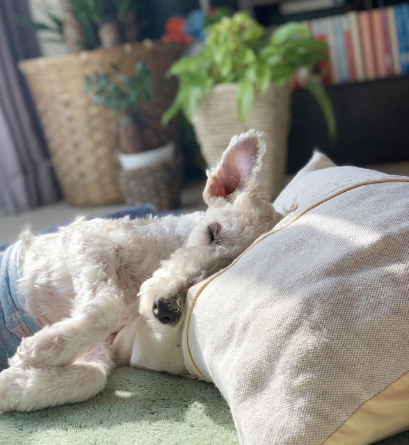 寝ている老犬の聴覚チェック