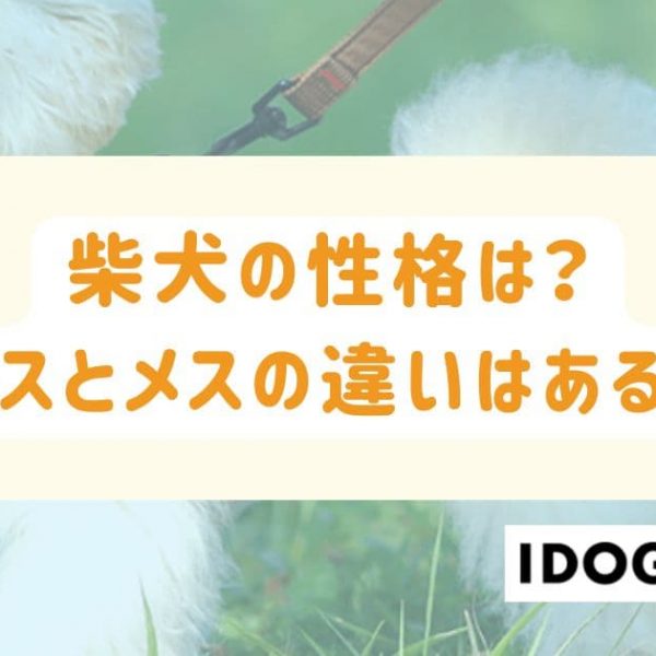 柴犬の性格は？オスとメスの違いや飼ってる人の特徴も解説！