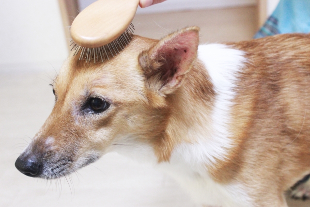 ブラッシングされて緊張する犬