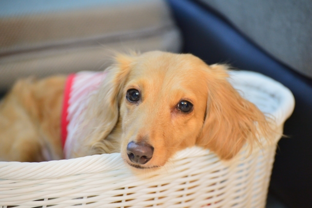 リラックスする犬